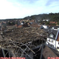 16_50-nest.jpg
