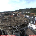 17_00-nest.jpg