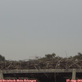 17_50-mast.jpg
