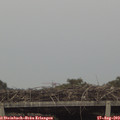 18_15-mast.jpg