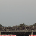 18_30-mast.jpg
