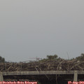 18_40-mast.jpg