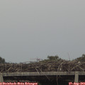 18_50-mast.jpg