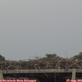 19_00-mast.jpg