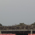 19_05-mast.jpg