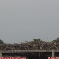 19_10-mast.jpg