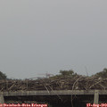 19_15-mast.jpg