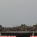 19_20-mast.jpg