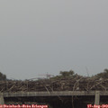 19_25-mast.jpg