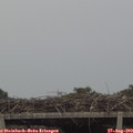 19_30-mast.jpg