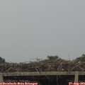 19_35-mast.jpg