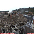 19_50-nest.jpg