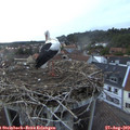 20_05-nest.jpg