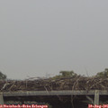 07_30-mast.jpg