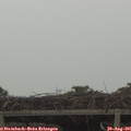 07_45-mast.jpg