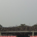 07_50-mast.jpg