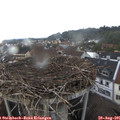 07_50-nest.jpg