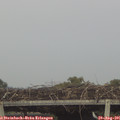 07_55-mast.jpg