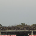 08_00-mast.jpg
