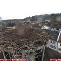 08_00-nest.jpg