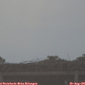 08_20-mast.jpg