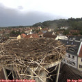 08_50-nest.jpg