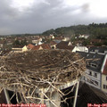 09_35-nest.jpg