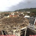 09_50-nest.jpg