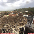 09_55-nest.jpg