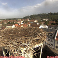 10_10-nest.jpg