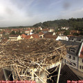 10_20-nest.jpg