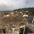 10_30-nest.jpg