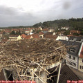 10_35-nest.jpg