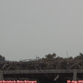 10_50-mast.jpg