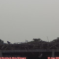 11_15-mast.jpg
