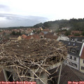 11_30-nest.jpg