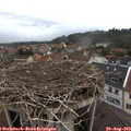 11_35-nest.jpg
