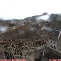 11_50-nest.jpg