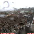12_05-nest.jpg
