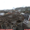 12_25-nest.jpg