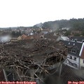 12_50-nest.jpg