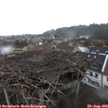 12_55-nest.jpg