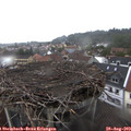 13_00-nest.jpg