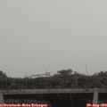 13_45-mast.jpg