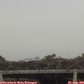 13_50-mast.jpg