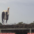 14_05-mast.jpg