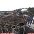 14_10-nest.jpg