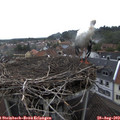 14_15-nest.jpg