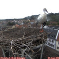 14_20-nest.jpg