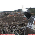 14_25-nest.jpg